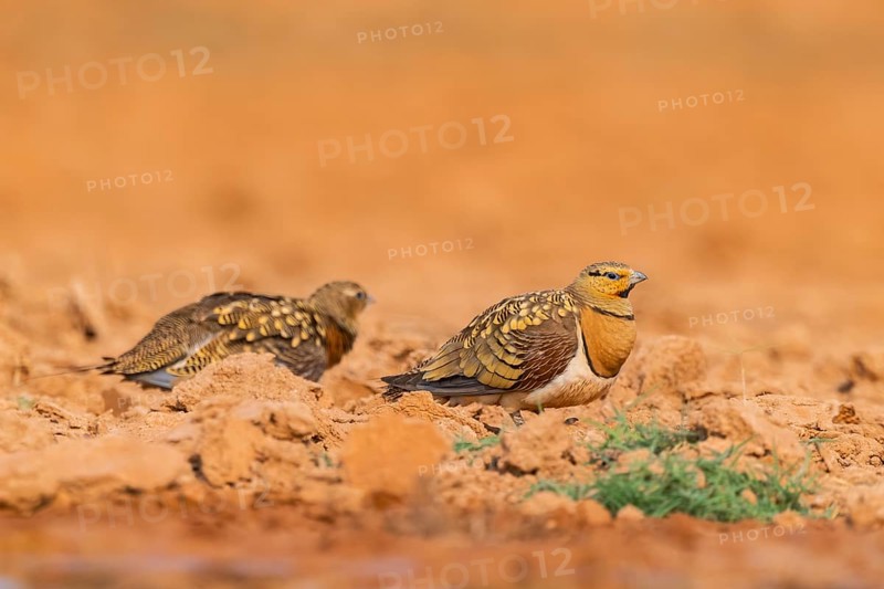 Pin-tailed Sandgrouse (Pterocles alchata) on a farmers field, Belchite, Aragon, Saragossa, Spain