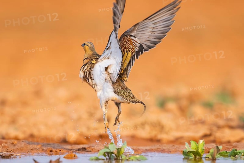 Pin-tailed Sandgrouse (Pterocles alchata) flying on a farmers field at a water pool, Belchite, Aragon, Saragossa, Spain