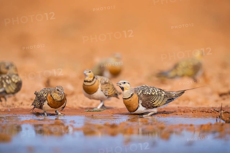 Pin-tailed Sandgrouse (Pterocles alchata) on a farmers field drinking at a water pool, Belchite, Aragon, Saragossa, Spain