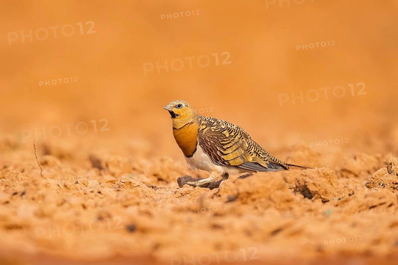 Pin-tailed Sandgrouse (Pterocles alchata) on a farmers field, Belchite, Aragon, Saragossa, Spain