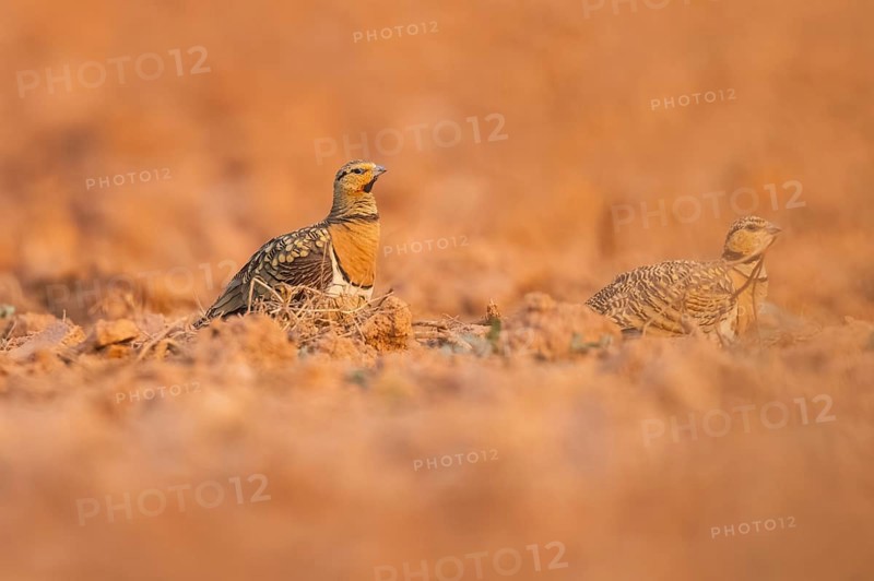 Pin-tailed Sandgrouse (Pterocles alchata) on a farmers field, Belchite, Aragon, Saragossa, Spain