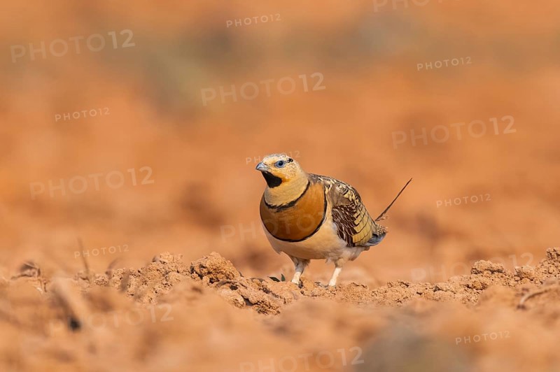 Pin-tailed Sandgrouse (Pterocles alchata) on a farmers field, Belchite, Aragon, Saragossa, Spain