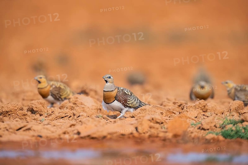 Pin-tailed Sandgrouse (Pterocles alchata) on a farmers field at a water pool, Belchite, Aragon, Saragossa, Spain