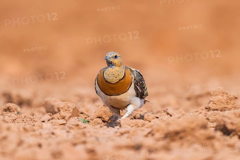Pin-tailed Sandgrouse (Pterocles alchata) on a farmers field, Belchite, Aragon, Saragossa, Spain