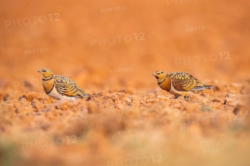 Pin-tailed Sandgrouse (Pterocles alchata) on a farmers field, Belchite, Aragon, Saragossa, Spain