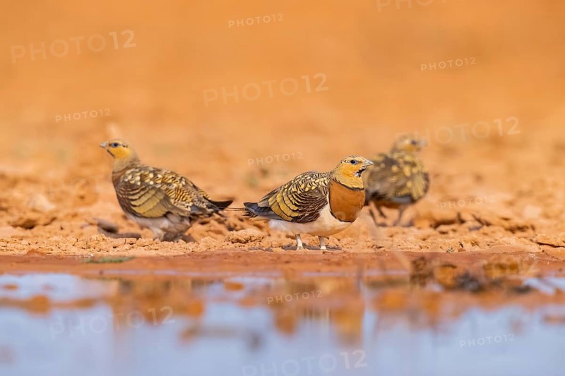 Pin-tailed Sandgrouse (Pterocles alchata) on a farmers field at a water pool, Belchite, Aragon, Saragossa, Spain