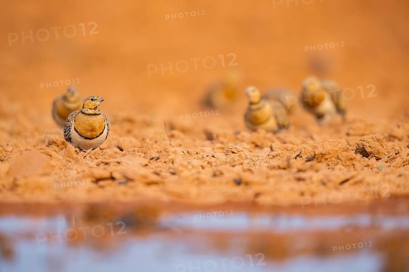 Pin-tailed Sandgrouse (Pterocles alchata) on a farmers field at a water pool, Belchite, Aragon, Saragossa, Spain