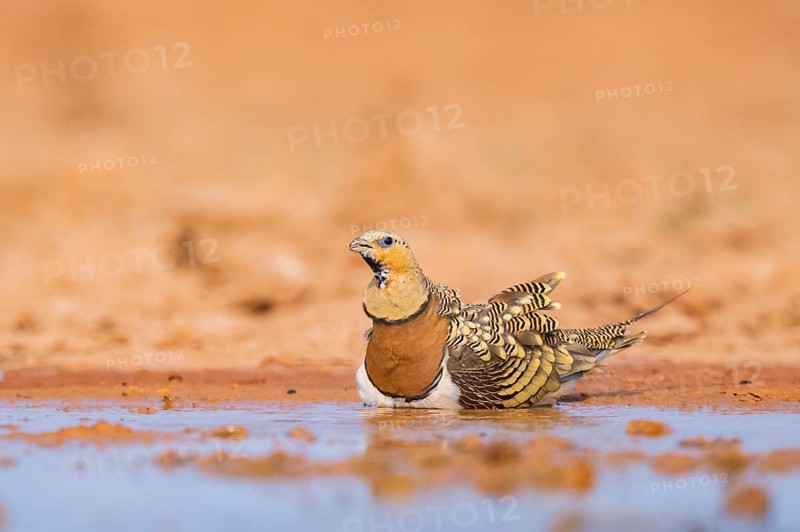 Pin-tailed Sandgrouse (Pterocles alchata) on a farmers field drinking at a water pool, Belchite, Aragon, Saragossa, Spain