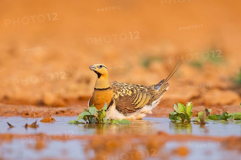 Pin-tailed Sandgrouse (Pterocles alchata) on a farmers field at a water pool, Belchite, Aragon, Saragossa, Spain