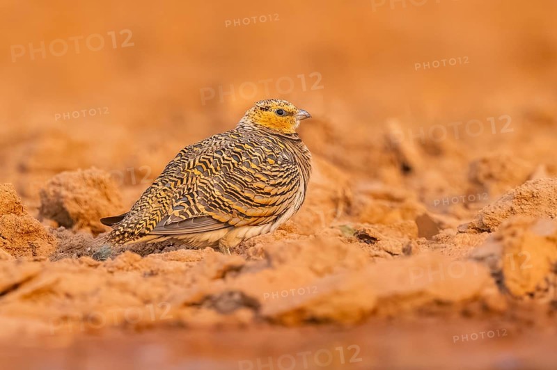 Pin-tailed Sandgrouse (Pterocles alchata) on a farmers field, Belchite, Aragon, Saragossa, Spain