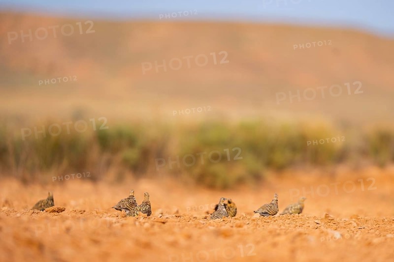 Pin-tailed Sandgrouse (Pterocles alchata) on a farmers field, Belchite, Aragon, Saragossa, Spain