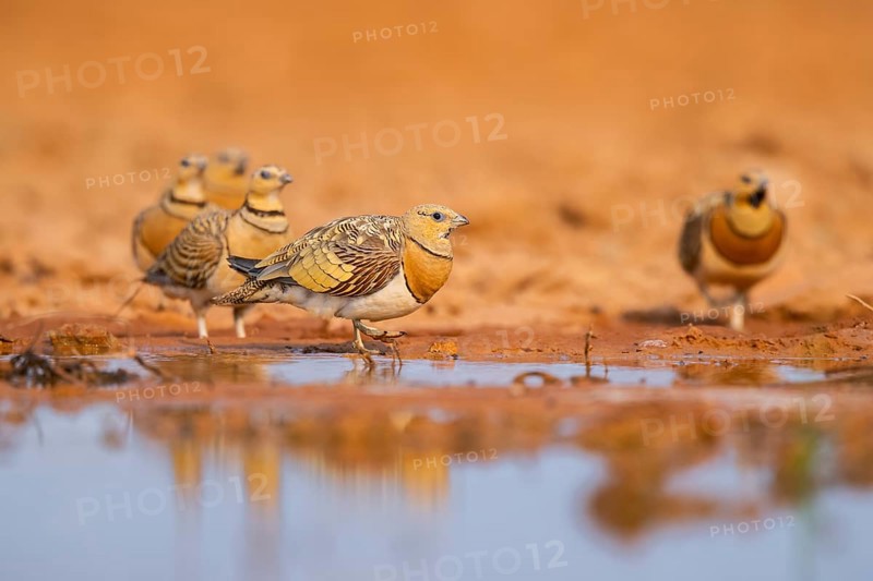 Pin-tailed Sandgrouse (Pterocles alchata) on a farmers field at a water pool, Belchite, Aragon, Saragossa, Spain