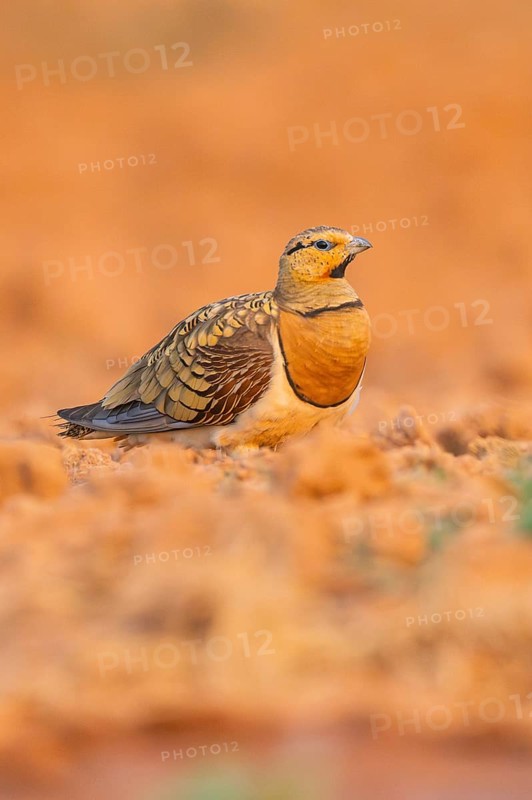 Pin-tailed Sandgrouse (Pterocles alchata) on a farmers field, Belchite, Aragon, Saragossa, Spain