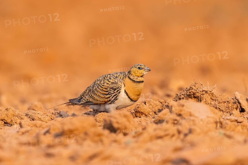Pin-tailed Sandgrouse (Pterocles alchata) on a farmers field, Belchite, Aragon, Saragossa, Spain