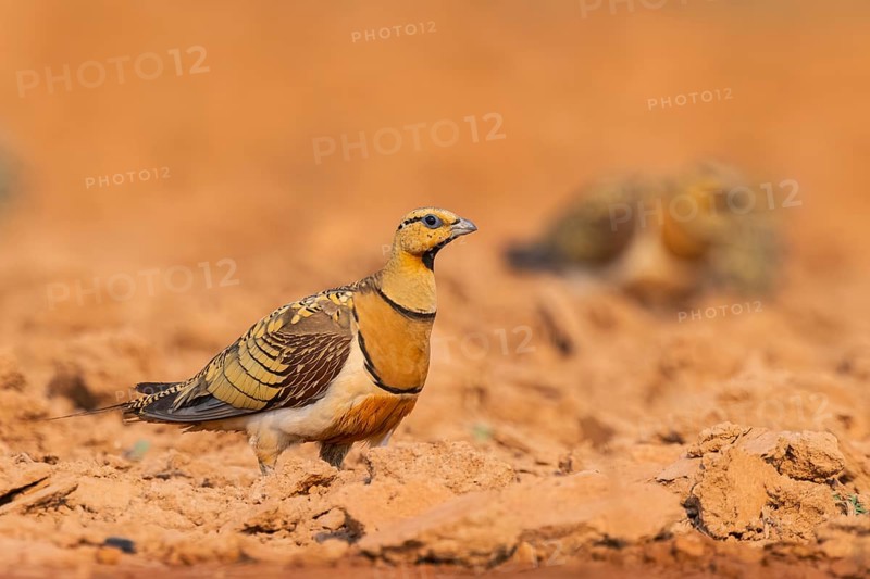 Pin-tailed Sandgrouse (Pterocles alchata) on a farmers field, Belchite, Aragon, Saragossa, Spain