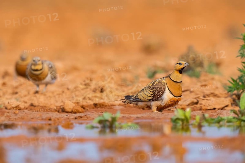 Pin-tailed Sandgrouse (Pterocles alchata) on a farmers field at a water pool, Belchite, Aragon, Saragossa, Spain