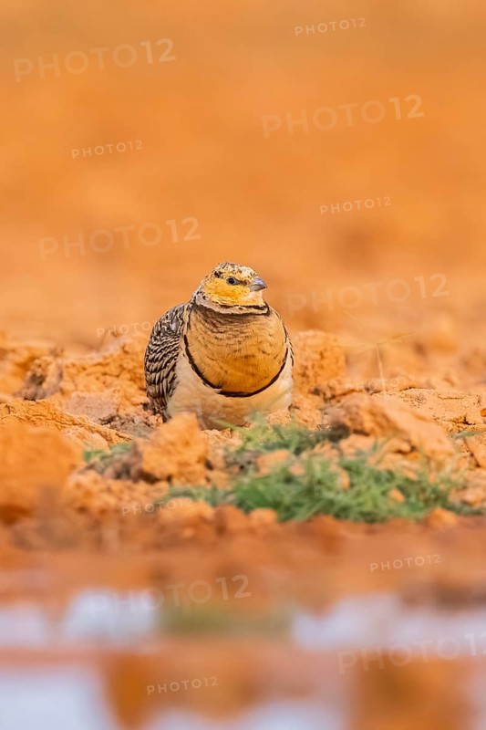 Pin-tailed Sandgrouse (Pterocles alchata) on a farmers field at a water pool, Belchite, Aragon, Saragossa, Spain
