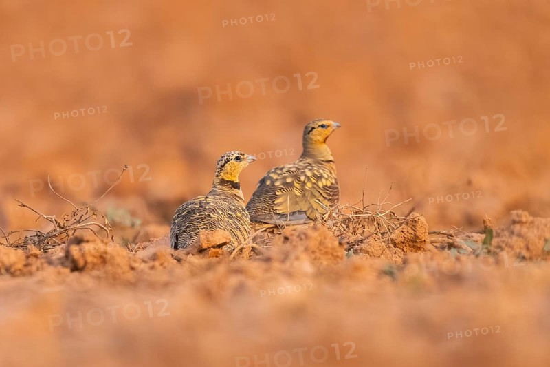 Pin-tailed Sandgrouse (Pterocles alchata) on a farmers field, Belchite, Aragon, Saragossa, Spain