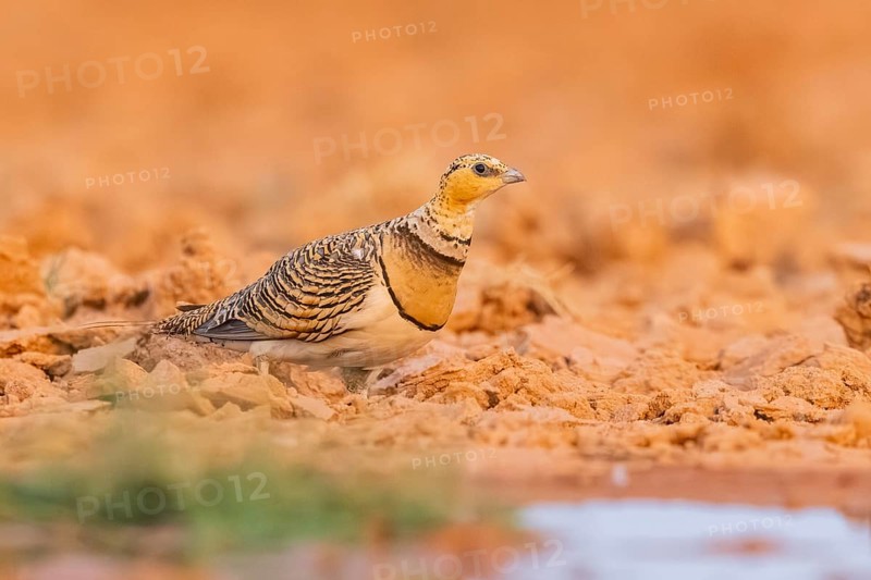 Pin-tailed Sandgrouse (Pterocles alchata) on a farmers field at a water pool, Belchite, Aragon, Saragossa, Spain