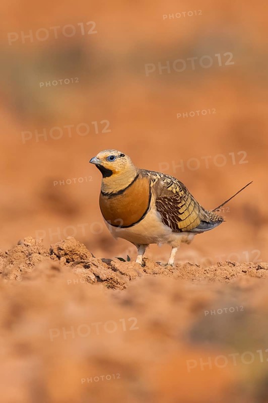 Pin-tailed Sandgrouse (Pterocles alchata) on a farmers field, Belchite, Aragon, Saragossa, Spain