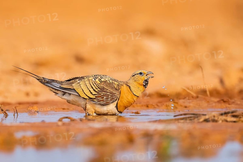 Pin-tailed Sandgrouse (Pterocles alchata) on a farmers field drinking at a water pool, Belchite, Aragon, Saragossa, Spain