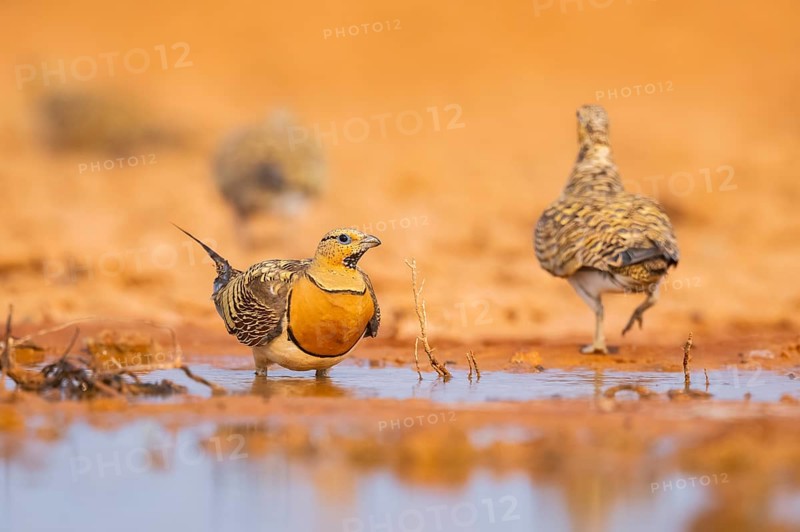 Pin-tailed Sandgrouse (Pterocles alchata) on a farmers field at a water pool, Belchite, Aragon, Saragossa, Spain