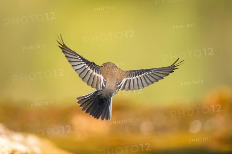 European Pied Flycatcher (Ficedula hypoleuca) in flight at a water pool, Pinos, Solsona, Catalonia, Spain