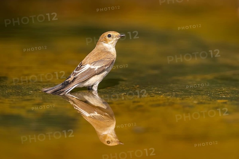 European Pied Flycatcher (Ficedula hypoleuca) bathing at a water pool, Pinos, Solsona, Catalonia, Spain