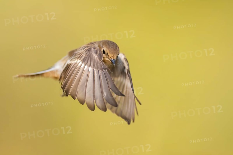 European Pied Flycatcher (Ficedula hypoleuca) in flight at a water pool, Pinos, Solsona, Catalonia, Spain