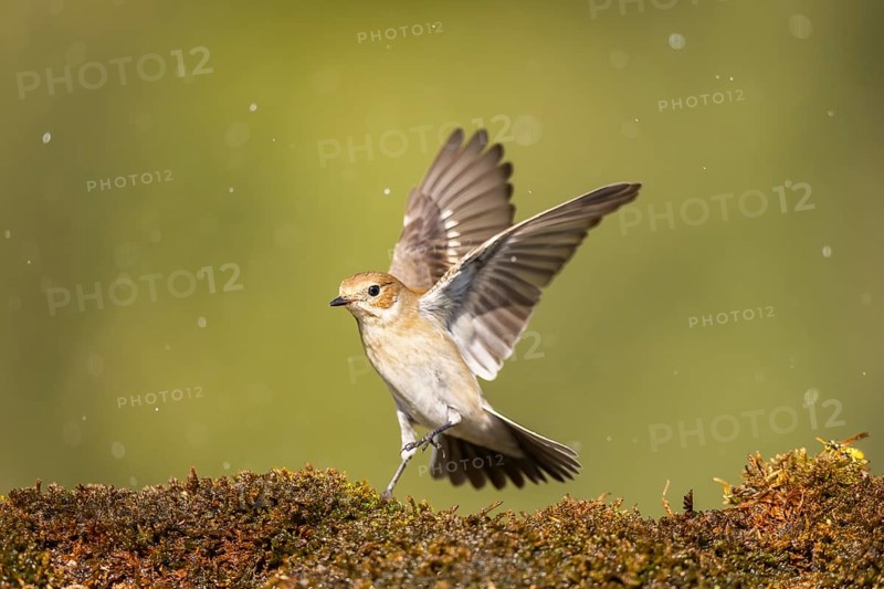 European Pied Flycatcher (Ficedula hypoleuca) in flight at a water pool, Pinos, Solsona, Catalonia, Spain