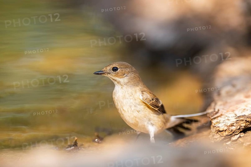 European Pied Flycatcher (Ficedula hypoleuca) at the shore of a water pool, Pinos, Solsona, Catalonia, Spain