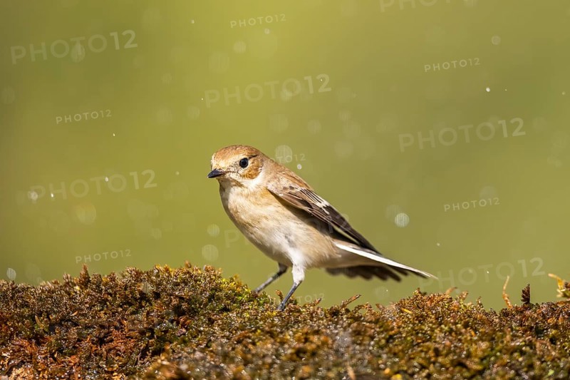 European Pied Flycatcher (Ficedula hypoleuca) sitting in moss in a forest, Pinos, Solsona, Catalonia, Spain