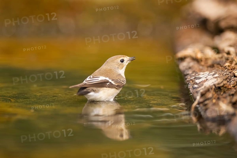 European Pied Flycatcher (Ficedula hypoleuca) bathing at a water pool, Pinos, Solsona, Catalonia, Spain