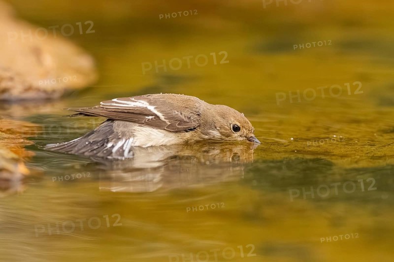 European Pied Flycatcher (Ficedula hypoleuca) bathing at a water pool, Pinos, Solsona, Catalonia, Spain
