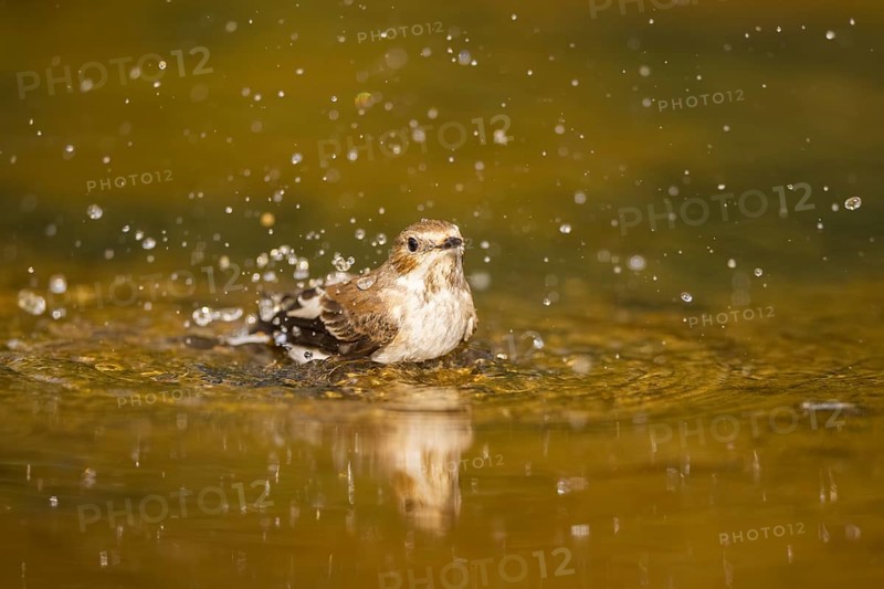 European Pied Flycatcher (Ficedula hypoleuca) bathing at a water pool, Pinos, Solsona, Catalonia, Spain