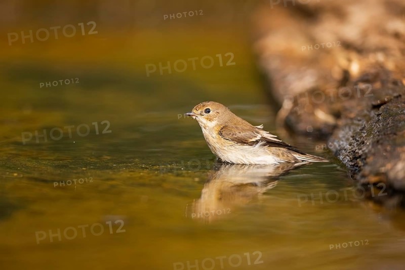European Pied Flycatcher (Ficedula hypoleuca) bathing at a water pool, Pinos, Solsona, Catalonia, Spain