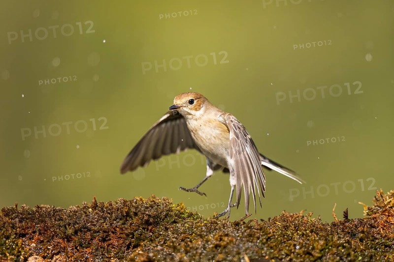 European Pied Flycatcher (Ficedula hypoleuca) in flight at a water pool, Pinos, Solsona, Catalonia, Spain