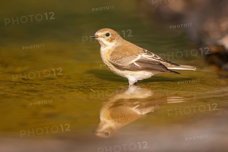European Pied Flycatcher (Ficedula hypoleuca) bathing at a water pool, Pinos, Solsona, Catalonia, Spain