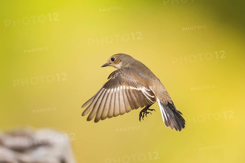 European Pied Flycatcher (Ficedula hypoleuca) in flight at a water pool, Pinos, Solsona, Catalonia, Spain