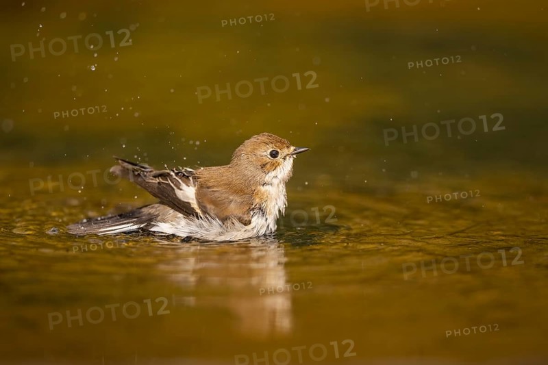 European Pied Flycatcher (Ficedula hypoleuca) bathing at a water pool, Pinos, Solsona, Catalonia, Spain