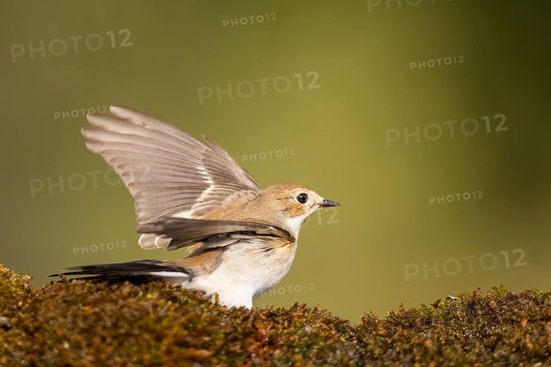 European Pied Flycatcher (Ficedula hypoleuca) in flight at a water pool, Pinos, Solsona, Catalonia, Spain