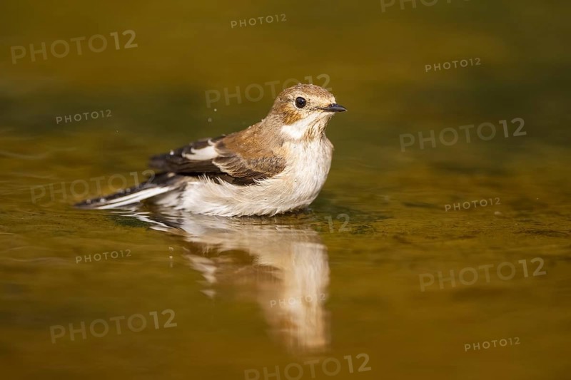 European Pied Flycatcher (Ficedula hypoleuca) bathing at a water pool, Pinos, Solsona, Catalonia, Spain