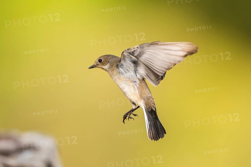 European Pied Flycatcher (Ficedula hypoleuca) in flight at a water pool, Pinos, Solsona, Catalonia, Spain
