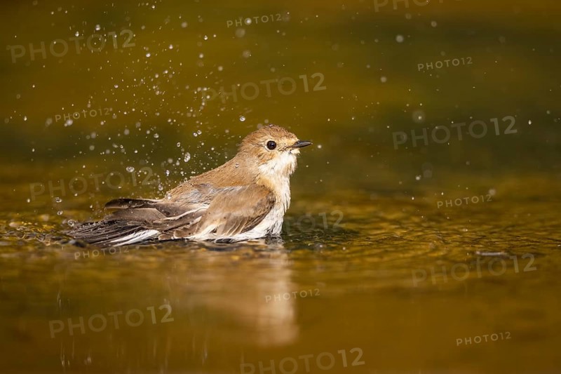 European Pied Flycatcher (Ficedula hypoleuca) bathing at a water pool, Pinos, Solsona, Catalonia, Spain