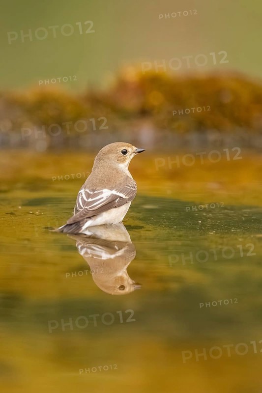 European Pied Flycatcher (Ficedula hypoleuca) bathing at a water pool, Pinos, Solsona, Catalonia, Spain