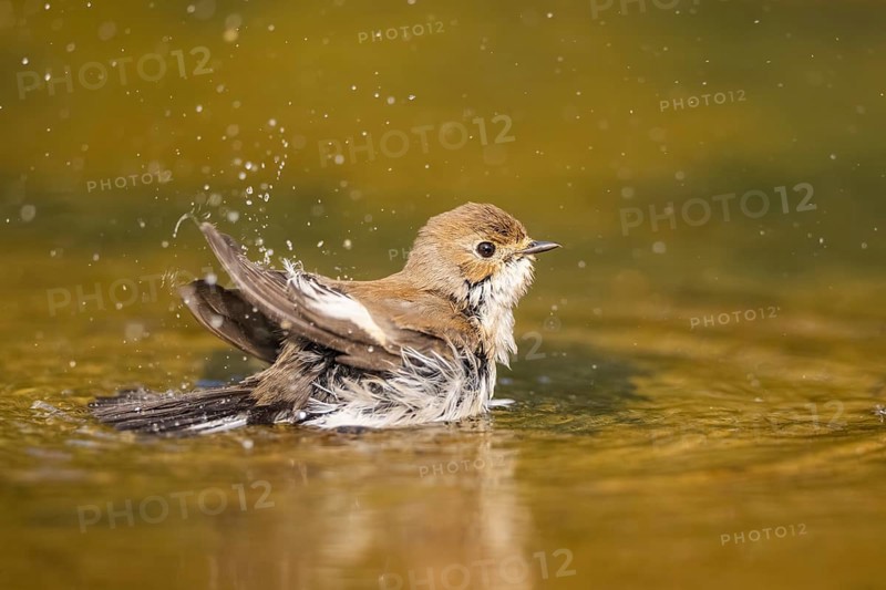 European Pied Flycatcher (Ficedula hypoleuca) bathing at a water pool, Pinos, Solsona, Catalonia, Spain