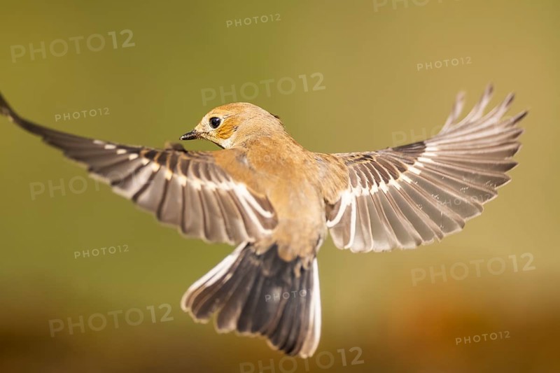 European Pied Flycatcher (Ficedula hypoleuca) in flight at a water pool, Pinos, Solsona, Catalonia, Spain