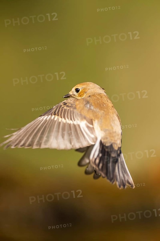European Pied Flycatcher (Ficedula hypoleuca) in flight at a water pool, Pinos, Solsona, Catalonia, Spain