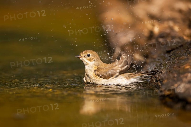 European Pied Flycatcher (Ficedula hypoleuca) bathing at a water pool, Pinos, Solsona, Catalonia, Spain
