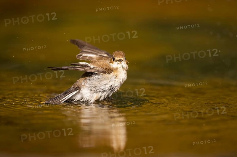 European Pied Flycatcher (Ficedula hypoleuca) bathing at a water pool, Pinos, Solsona, Catalonia, Spain